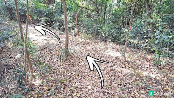 《大埔大菴路至城門水塘行山篇》小菴山、走馬崗、白千層