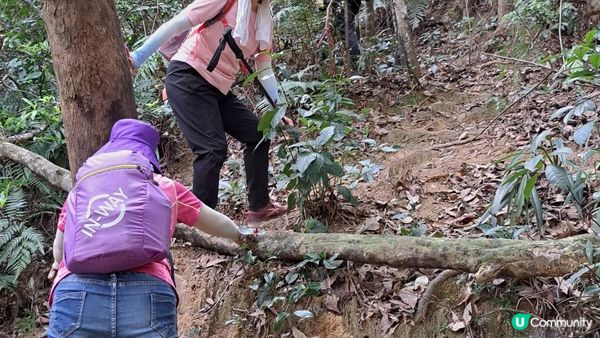 《大埔大菴路至城門水塘行山篇》小菴山、走馬崗、白千層