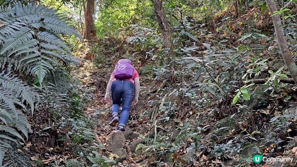 《大埔大菴路至城門水塘行山篇》小菴山、走馬崗、白千層