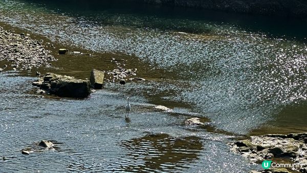 【西貢行山】上窰＞起子灣>曝罟灣｜上窰民俗文物館。起子灣碼頭。半月堤圍｜中級靚景行山路線｜行山新手親試後感：後半段好易行錯路