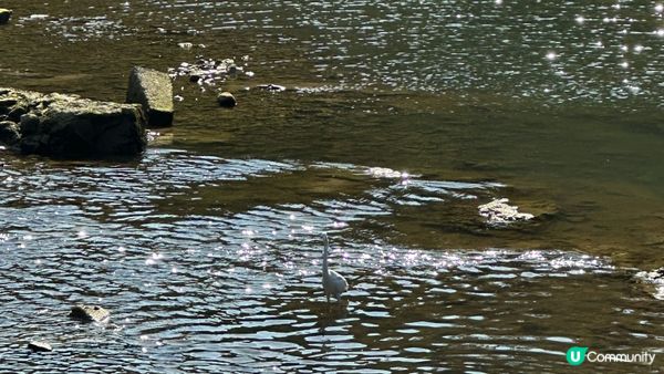 【西貢行山】上窰＞起子灣>曝罟灣｜上窰民俗文物館。起子灣碼頭。半月堤圍｜中級靚景行山路線｜行山新手親試後感：後半段好易行錯路