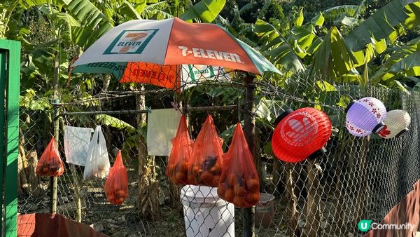 【西貢行山】上窰＞起子灣>曝罟灣｜上窰民俗文物館。起子灣碼頭。半月堤圍｜中級靚景行山路線｜行山新手親試後感：後半段好易行錯路