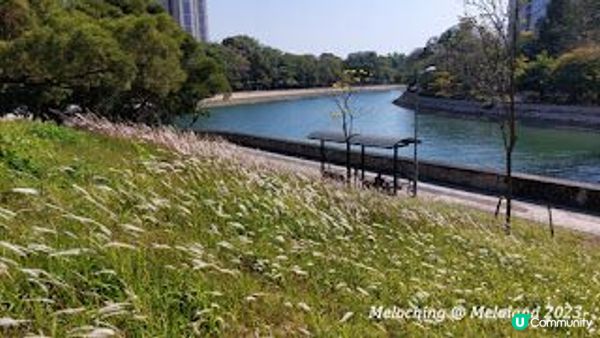 欣賞粉紅花花～宮粉羊蹄甲