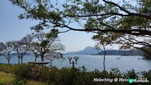 欣賞粉紅花花～宮粉羊蹄甲