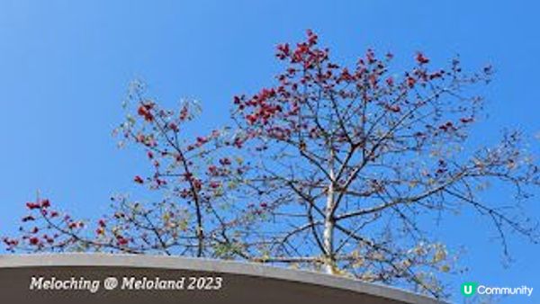 欣賞粉紅花花～宮粉羊蹄甲