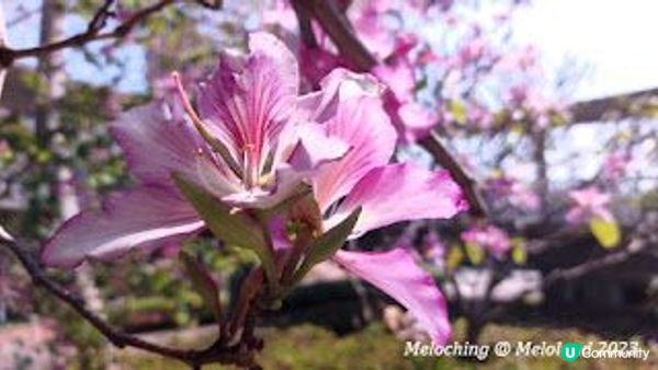 欣賞粉紅花花～宮粉羊蹄甲