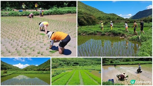 《大嶼山二澳有機稻米田》插秧體驗活動