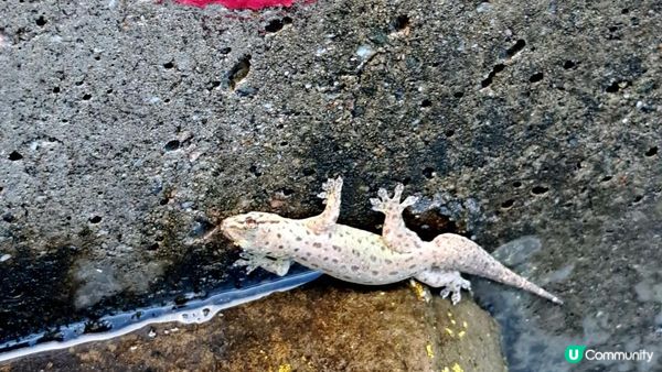 《大嶼山二澳有機稻米田》插秧體驗活動