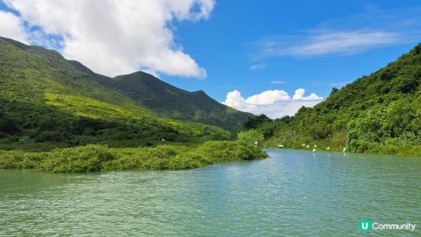 《大嶼山二澳有機稻米田》插秧體驗活動