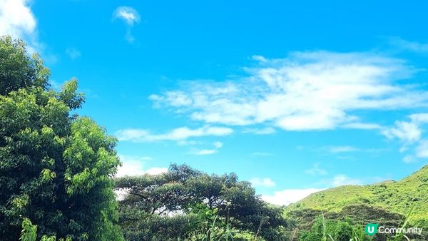 《大嶼山二澳有機稻米田》插秧體驗活動