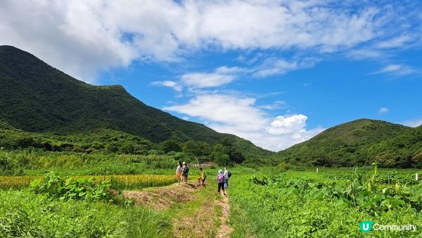 《大嶼山二澳有機稻米田》插秧體驗活動