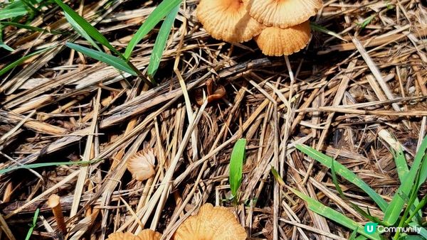 《大嶼山二澳有機稻米田》插秧體驗活動