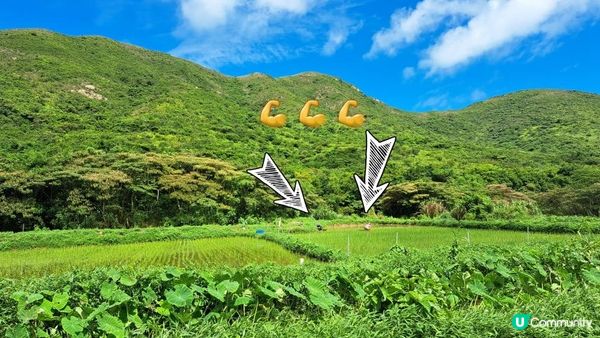 《大嶼山二澳有機稻米田》插秧體驗活動