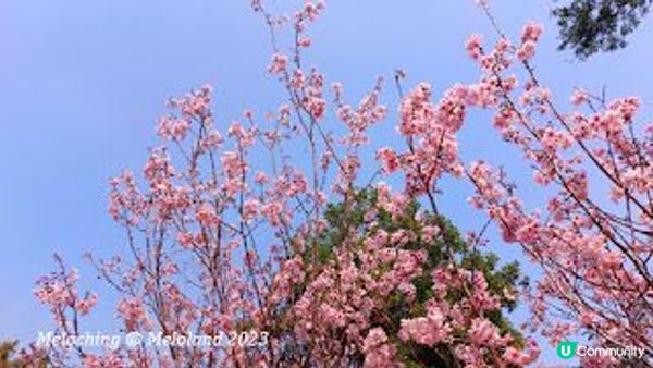 櫻花季節@大埔海濱公園