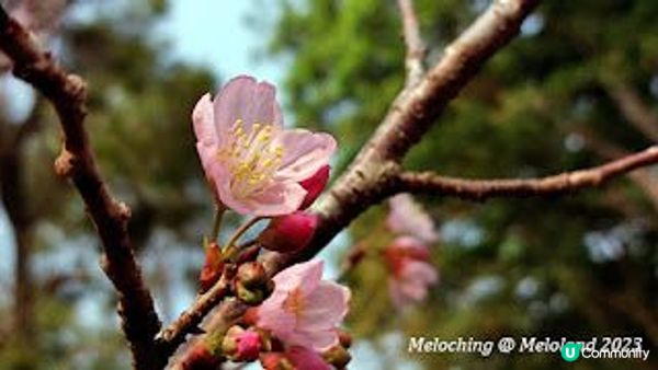 櫻花季節@大埔海濱公園