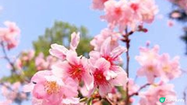 櫻花季節@大埔海濱公園