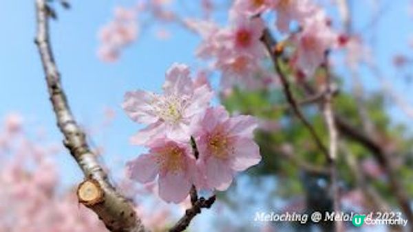 櫻花季節@大埔海濱公園