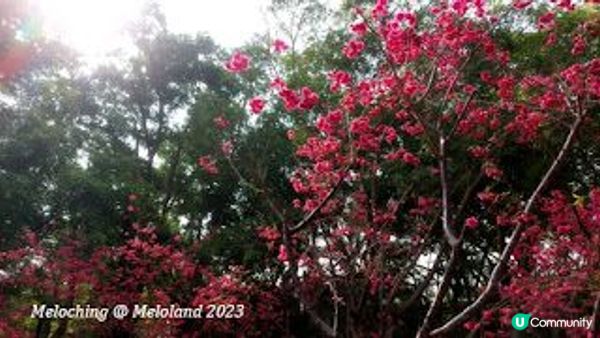 櫻花季節@大埔海濱公園