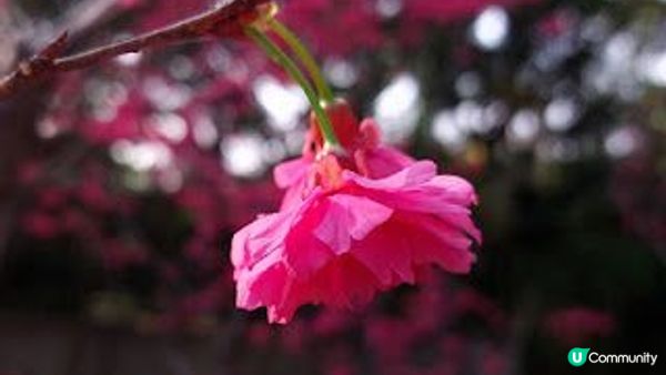 櫻花季節@大埔海濱公園