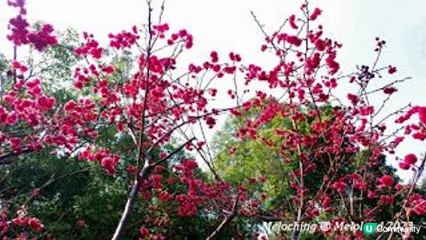 櫻花季節@大埔海濱公園