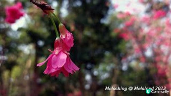 櫻花季節@大埔海濱公園