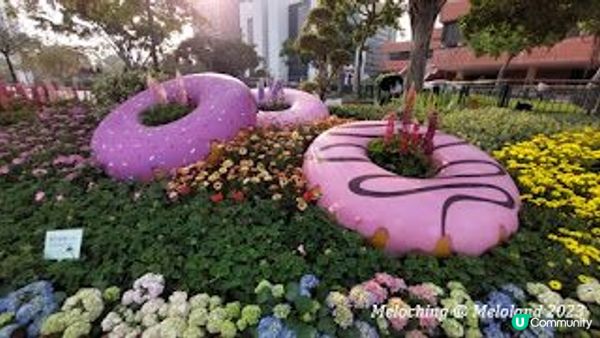 沙田公園賞花～魯冰花、翠雀花、繡球花