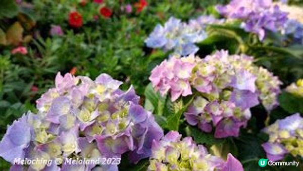 沙田公園賞花～魯冰花、翠雀花、繡球花