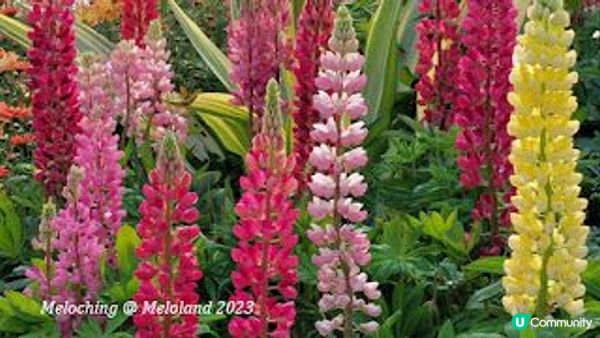 沙田公園賞花～魯冰花、翠雀花、繡球花