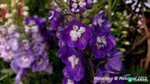 沙田公園賞花～魯冰花、翠雀花、繡球花