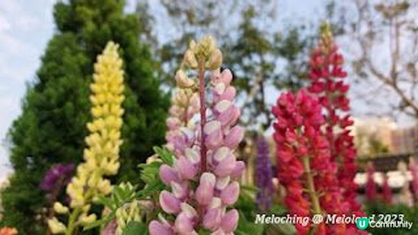 沙田公園賞花～魯冰花、翠雀花、繡球花