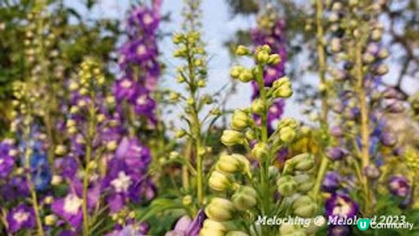 沙田公園賞花～魯冰花、翠雀花、繡球花