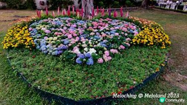 沙田公園賞花～魯冰花、翠雀花、繡球花