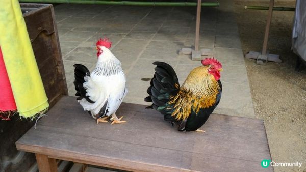 [遊記]獨遊5日仙台+大內宿休閑之旅(17) : 仙台國寶神社 - 大崎八幡宮