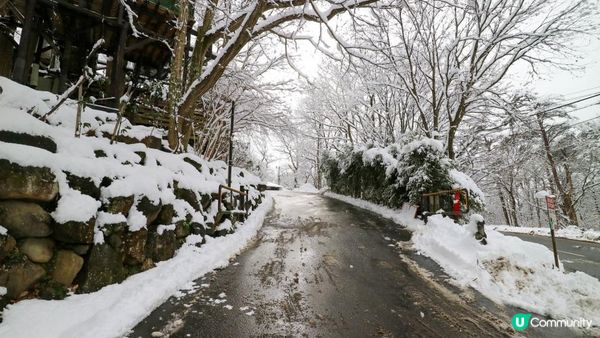 [遊記]獨遊5日仙台+大內宿休閑之旅(13) : 宮城蔵王狐狸村 - 同一大群狐狸共聚一堂