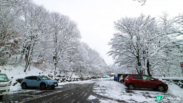 [遊記]獨遊5日仙台+大內宿休閑之旅(13) : 宮城蔵王狐狸村 - 同一大群狐狸共聚一堂