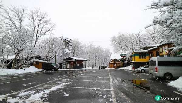 [遊記]獨遊5日仙台+大內宿休閑之旅(13) : 宮城蔵王狐狸村 - 同一大群狐狸共聚一堂