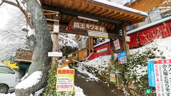 [遊記]獨遊5日仙台+大內宿休閑之旅(13) : 宮城蔵王狐狸村 - 同一大群狐狸共聚一堂