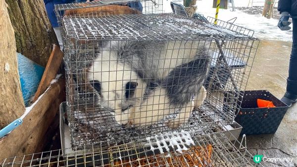 [遊記]獨遊5日仙台+大內宿休閑之旅(13) : 宮城蔵王狐狸村 - 同一大群狐狸共聚一堂