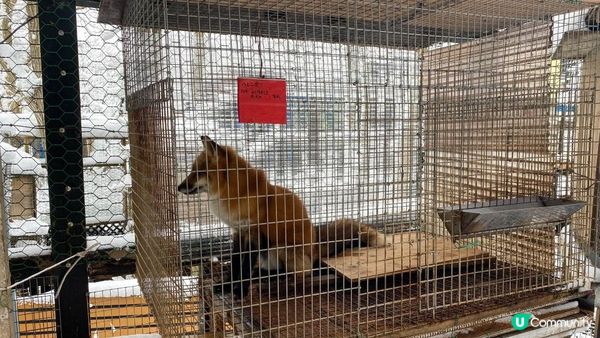 [遊記]獨遊5日仙台+大內宿休閑之旅(13) : 宮城蔵王狐狸村 - 同一大群狐狸共聚一堂