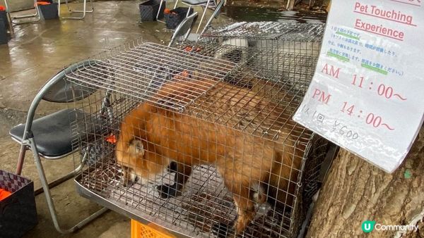 [遊記]獨遊5日仙台+大內宿休閑之旅(13) : 宮城蔵王狐狸村 - 同一大群狐狸共聚一堂