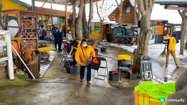 [遊記]獨遊5日仙台+大內宿休閑之旅(13) : 宮城蔵王狐狸村 - 同一大群狐狸共聚一堂