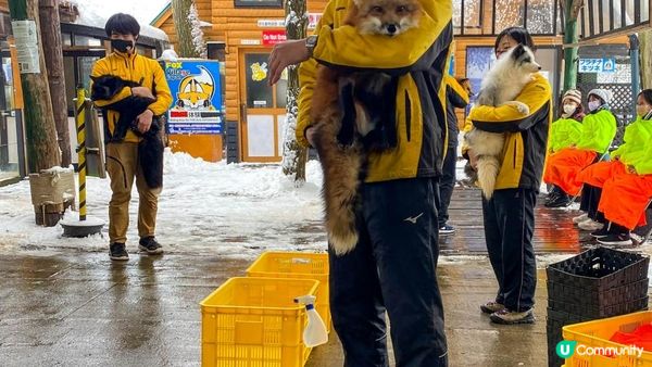 [遊記]獨遊5日仙台+大內宿休閑之旅(13) : 宮城蔵王狐狸村 - 同一大群狐狸共聚一堂