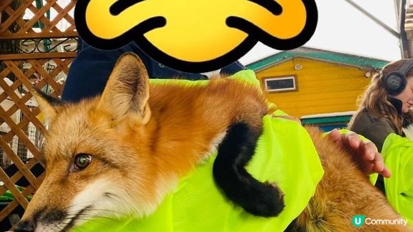 [遊記]獨遊5日仙台+大內宿休閑之旅(13) : 宮城蔵王狐狸村 - 同一大群狐狸共聚一堂