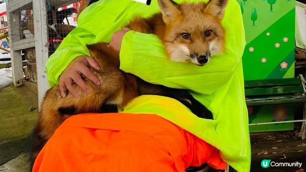 [遊記]獨遊5日仙台+大內宿休閑之旅(13) : 宮城蔵王狐狸村 - 同一大群狐狸共聚一堂