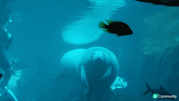 珠海長隆海洋王國, 涵蓋不同種類海洋動物, 還有詳細動物介紹...