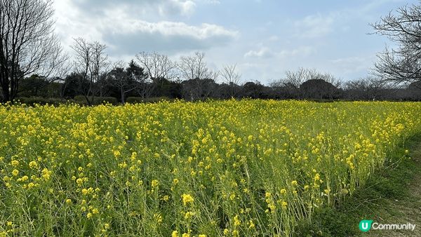 海之中島海濱公園，四季都有花，正值冬天有一大塊油菜花田，園內...