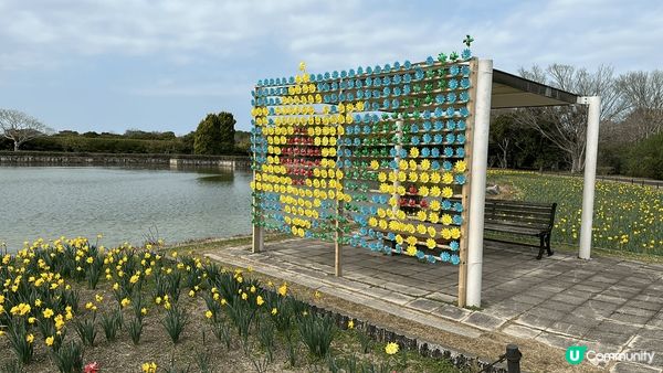 海之中島海濱公園，四季都有花，正值冬天有一大塊油菜花田，園內...