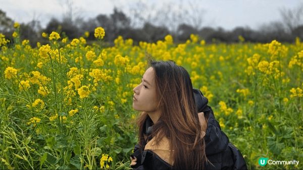 海之中島海濱公園，四季都有花，正值冬天有一大塊油菜花田，園內...
