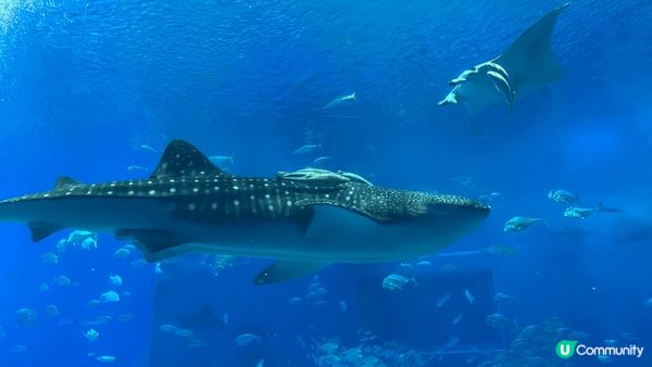 沖繩之旅??#古宇利大橋 #美麗海水族館 #最適合親子遊?地...