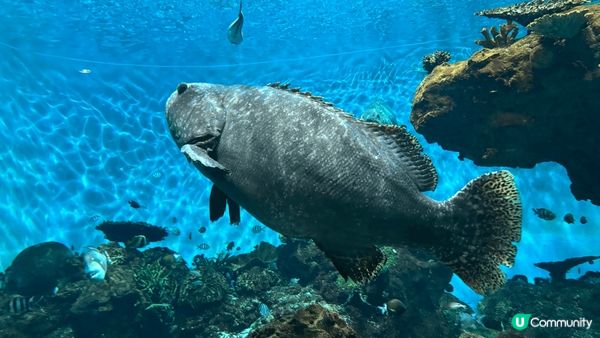 日本鹿兒島水族館，入場費平宜，有不同的動物表演活動，大人細路...